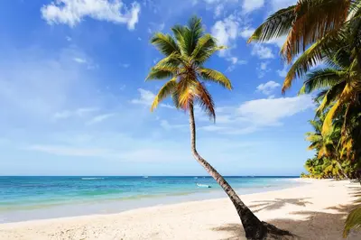 a palm tree on a beach with the ocean at Condo Hotel Playa Las Ballenas in Las Terrenas