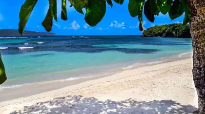 a beach with a tree and the ocean at Villa Flamboyan in Las Galeras