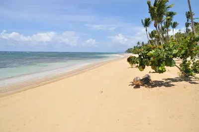a turtle sitting on a beach next to the ocean at Xeliter Balcones del Atlantico - Las Terrenas in Las Terrenas