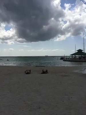 two animals laying on a beach near the water at TERRAZAS DEL CARIBE, APARTA HOTEL. in Santo Domingo