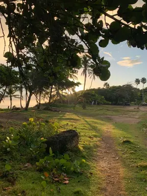 a dirt road in a field with trees and grass at Surfbreak B&B in Cabarete