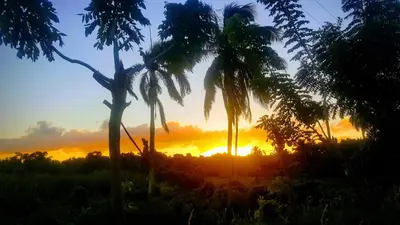 a sunset with palm trees in a field at BUNGALOW 3111 OCEAN VIEW in Las Galeras