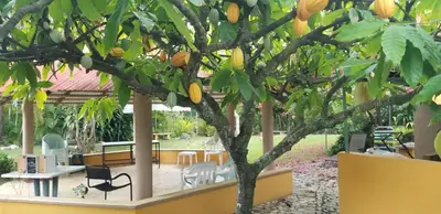 a tree with fruit on it in a yard at Los Palmares Guest House & Eventos in San Cristóbal
