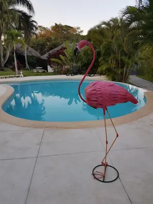 a pink flamingo standing in front of a swimming pool at Casa Flamingo in Las Terrenas