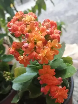 a bunch of orange and yellow flowers on a plant at La famosa costillas a la leña in Jarabacoa