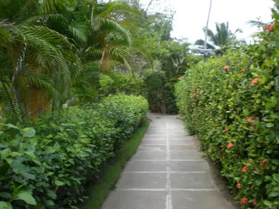 a path through a garden with bushes and palm trees at Beachfront apartment near Cabarete in Cabarete