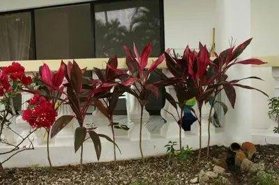 a group of red plants in front of a building at Beachfront apartment near Cabarete in Cabarete