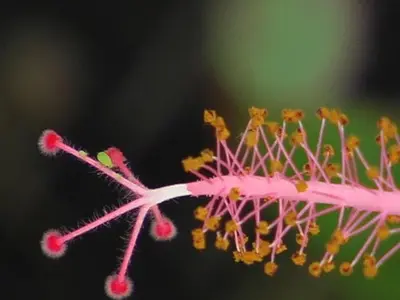 a close up of a pink plant at Beachfront apartment near Cabarete in Cabarete