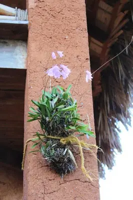 a potted plant on the side of a building at Welcoming House in Las Galeras with Stunning Sea View in Las Galeras