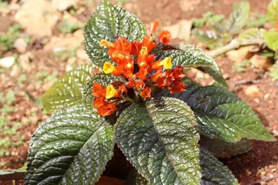 a plant with orange flowers and green leaves at Welcoming House in Las Galeras with Stunning Sea View in Las Galeras
