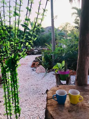 two coffee cups sitting on a log in a garden at GuaiGüí Bayahibe in Bayahibe