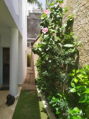 a garden with pink roses on a wall at La Aldea in Santo Domingo
