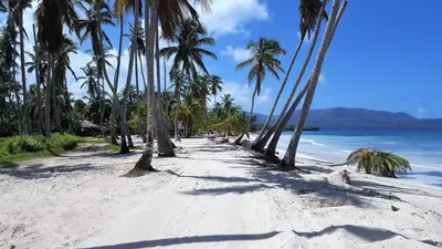 a beach with palm trees and the ocean at Hotel Villa Serena in Las Galeras