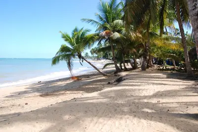 a sandy beach with palm trees and the ocean at Villa Noria in Las Terrenas