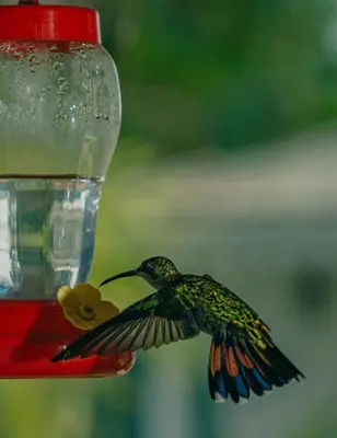 a humming bird is flying towards a bird feeder at PUNTA POPY BOUTIQUE HOTEL - Adults Only in Las Terrenas