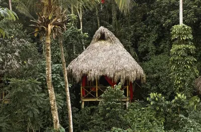 a hut in the middle of a jungle with a palm tree at Dominican Tree House Village in El Valle