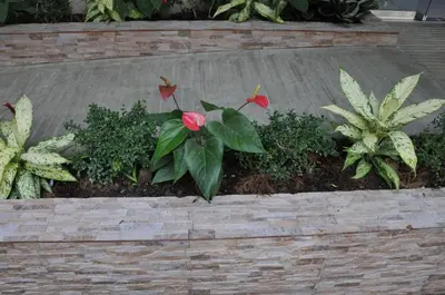 a pink flower in a flower bed with plants at Hostal San Francisco de Asis in Santo Domingo