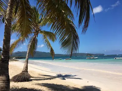 two palm trees on a beach with the ocean at La Cotica Casa Verde o Casa Azul in Las Terrenas