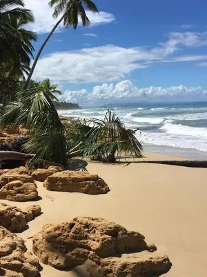 a beach with rocks and palm trees and the ocean at La Cotica Casa Verde o Casa Azul in Las Terrenas