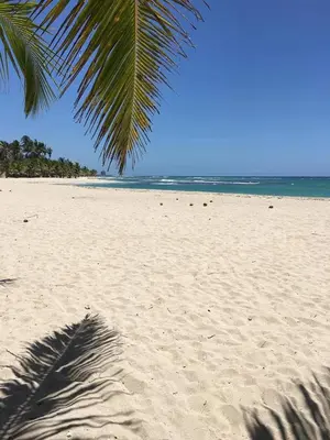 a palm tree on a sandy beach with the ocean at La Gaviota B1 in Juan Dolio