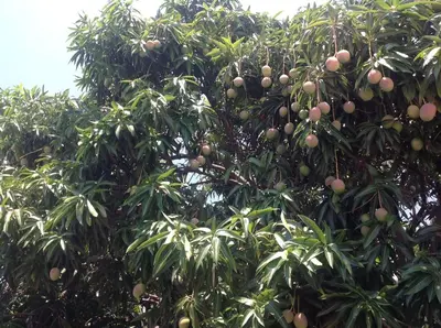 a tree filled with lots of mangoes at Villa Los Almendros - 2 private pools tennis pickle ball in Baní