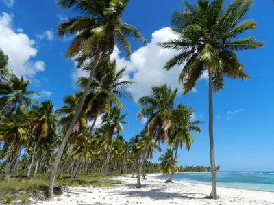 a row of palm trees on a beach at Vanilla House in Bayahibe