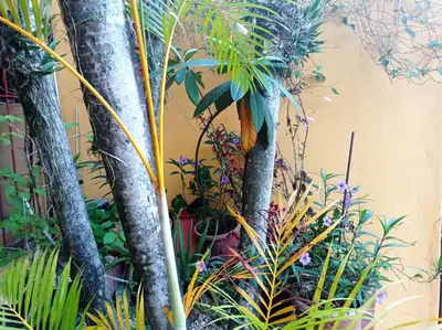 a group of trees and plants in a garden at Hotel Casa Coco in Boca Chica