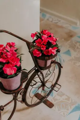 two pots of red flowers on a bike rack at Hotel Boutique Casa Sánchez in Santo Domingo
