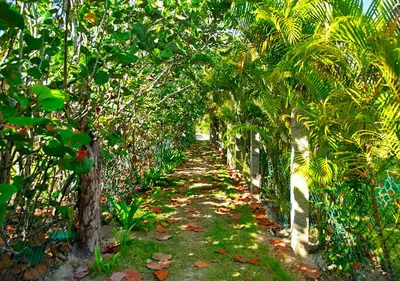 a path through a plantation of palm trees at Chaykovski Boutique H in Las Terrenas