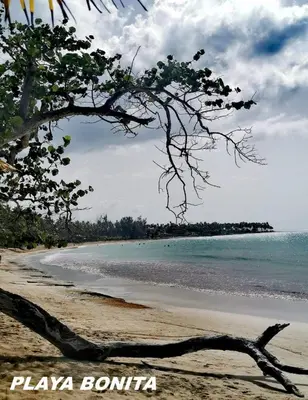 a tree branch on a beach with the ocean at Samán Residences D3 in Las Terrenas
