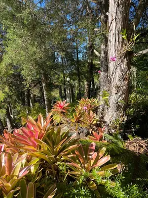 a garden with colorful plants and a tree at Villa Paloma/ Home/ Office-Remote Office in Constanza