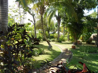 a garden with palm trees and a path at Palm-covered house in the tropical -Casa Oli in Las Galeras