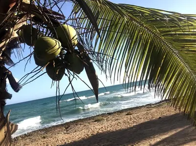 a palm tree on a beach with the ocean at Modern, Welcoming Studio, Ocean View in Juan Dolio in Juan Dolio