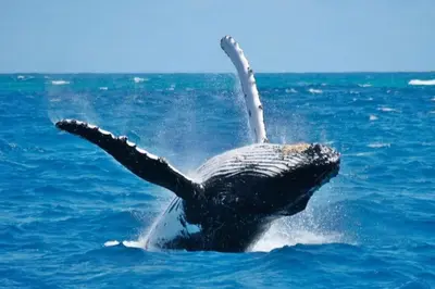 a dolphin in the water with its arms outstretched at Villa with 3 bedrooms private pool and ocean view in Santa Bárbara de Samaná