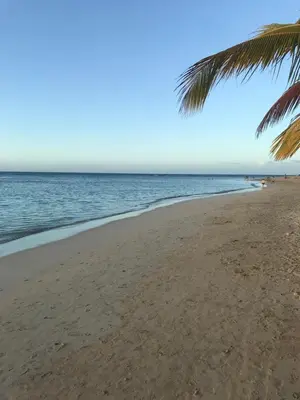 a beach with a palm tree and the ocean at La Cortesana Cozy Apt Steps to the Beach in Las Terrenas