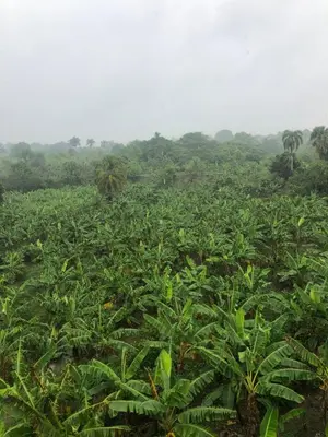 a field of banana plants with trees in the background at Complejo Ecoturistico Rancho Cielo in Licey al Medio