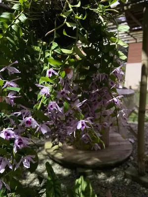 a bunch of purple flowers hanging from a plant at Villas Don Che, 2 villas in Jarabacoa