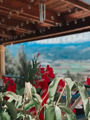 a plant with red flowers in front of a window at Villa paloma in Constanza