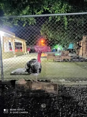 a bird standing next to a fence at Paraiso Hortensia Ecolodge in Santiago de los Caballeros