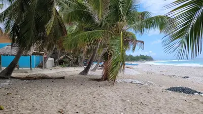 a group of palm trees on a sandy beach at La Casita de Mary in Santa Cruz de Barahona
