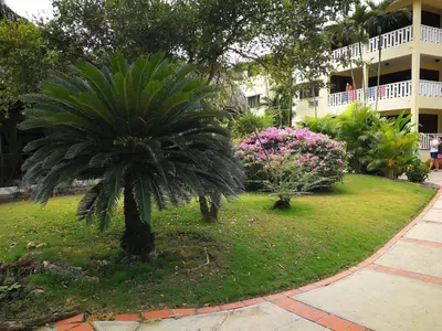 a palm tree in a yard in front of a building at Delightful Caribbean apartment in Boca Chica in Boca Chica