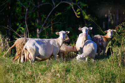 a group of sheep standing in a grassy field at Hacienda La Huerta Puerto Plata, 1 BDR in San Felipe de Puerto Plata