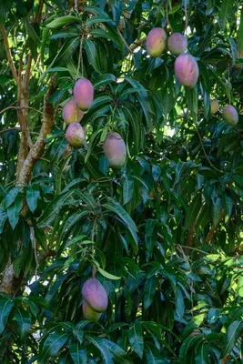 a bunch of mangoes hanging from a tree at Hacienda La Huerta Puerto Plata, 2 BDR in Maimón