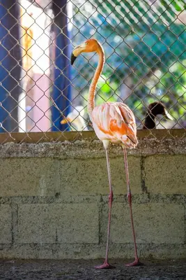 a flamingo standing next to a brick wall at Hacienda La Huerta Puerto Plata, 2 BDR in Maimón
