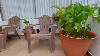 a pair of chairs and plants on a balcony at Casa Kamanda, Zona Colonial, Santo Domingo in Santo Domingo