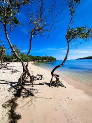 a beach with trees in the sand and water at Apartamentos ipap luperon in Puerto de Luperon