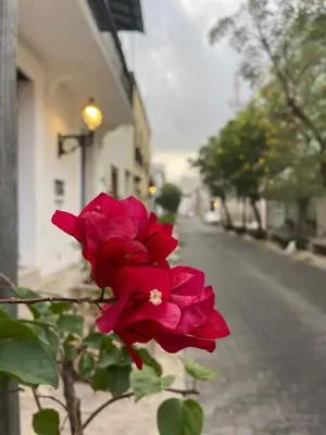 a red rose sitting on the side of a street at VBermor Hotel in Santo Domingo