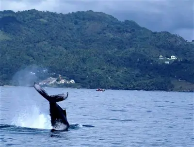 a dolphin jumping out of the water at Villa del Mar in Punta Balandra
