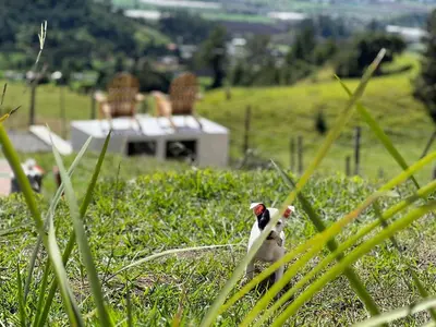 a toy bird sitting in the grass in a field at La Casita de Charo 1, disfruta de tiempo memorable en la montaña in Constanza