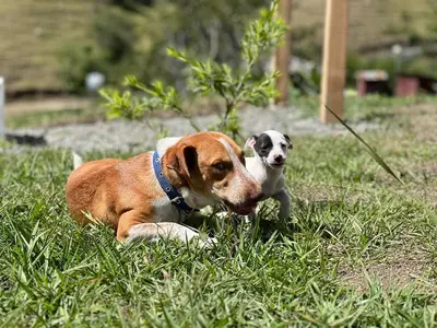 two dogs laying in the grass in the grass at La Casita de Charo 1, disfruta de tiempo memorable en la montaña in Constanza